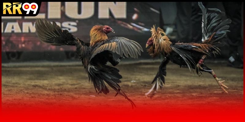 Chiến kê tham gia đá gà tre nhỏ nhưng có võ