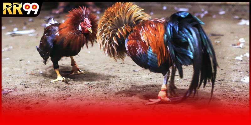 Đá Gà Tre Và Bạn Cần Biết Loài Gà Chiến Đặc Biệt Tại RR99
